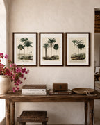 The House of Saffron set of three framed botanical palm prints in dark wood hanging above a rustic wooden console table.