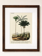 The House of Saffron framed botanical palm print with vintage illustration style in a dark wooden frame