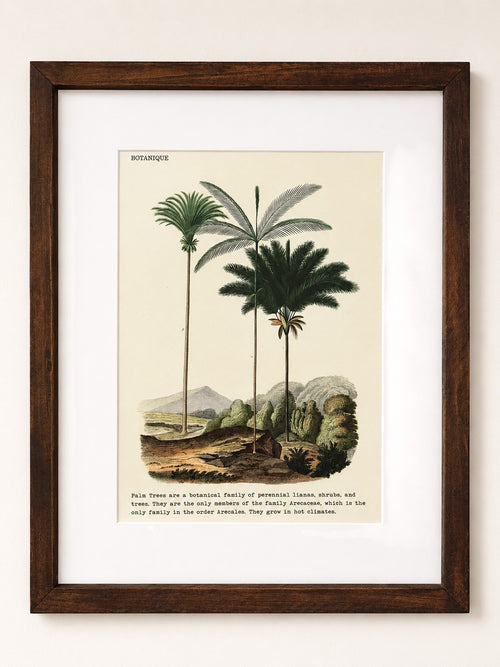 The House of Saffron framed botanical palm print with vintage illustration style in a dark wooden frame