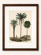 The House of Saffron Le Jardin des Palmes botanical print featuring palm trees in a dark wooden frame with glass.
